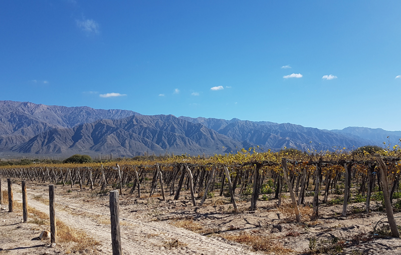 BSH winery 2 800x510